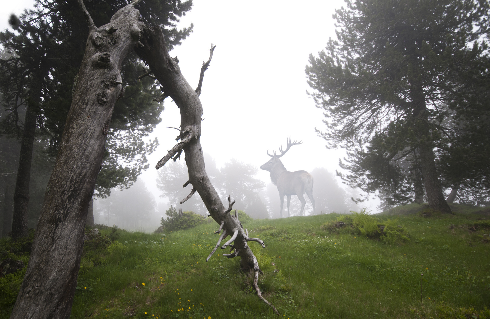 Rothirsch im Nebel