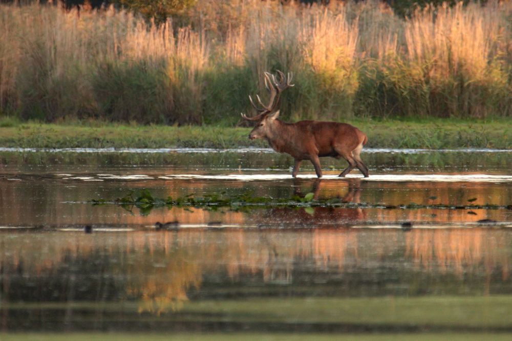 Rothirsch im Spiegel Foto & Bild wasser, teich, natur Bilder auf