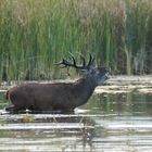 Rothirsch im Teich