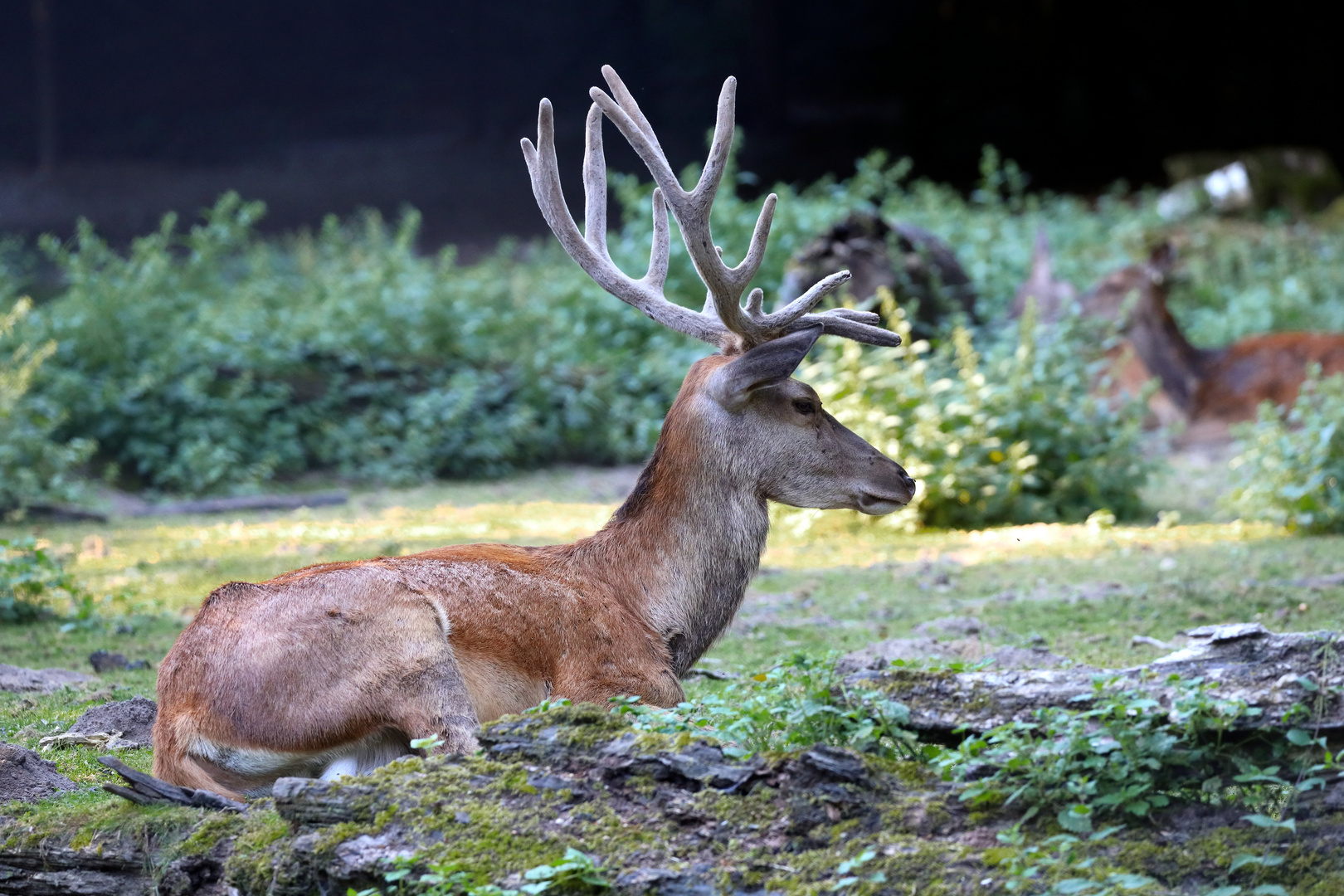 Rothirsch im Tierpark Olderdissen