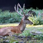 Rothirsch im Tierpark Olderdissen