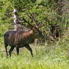 Rothirsch im Umfeld vom München