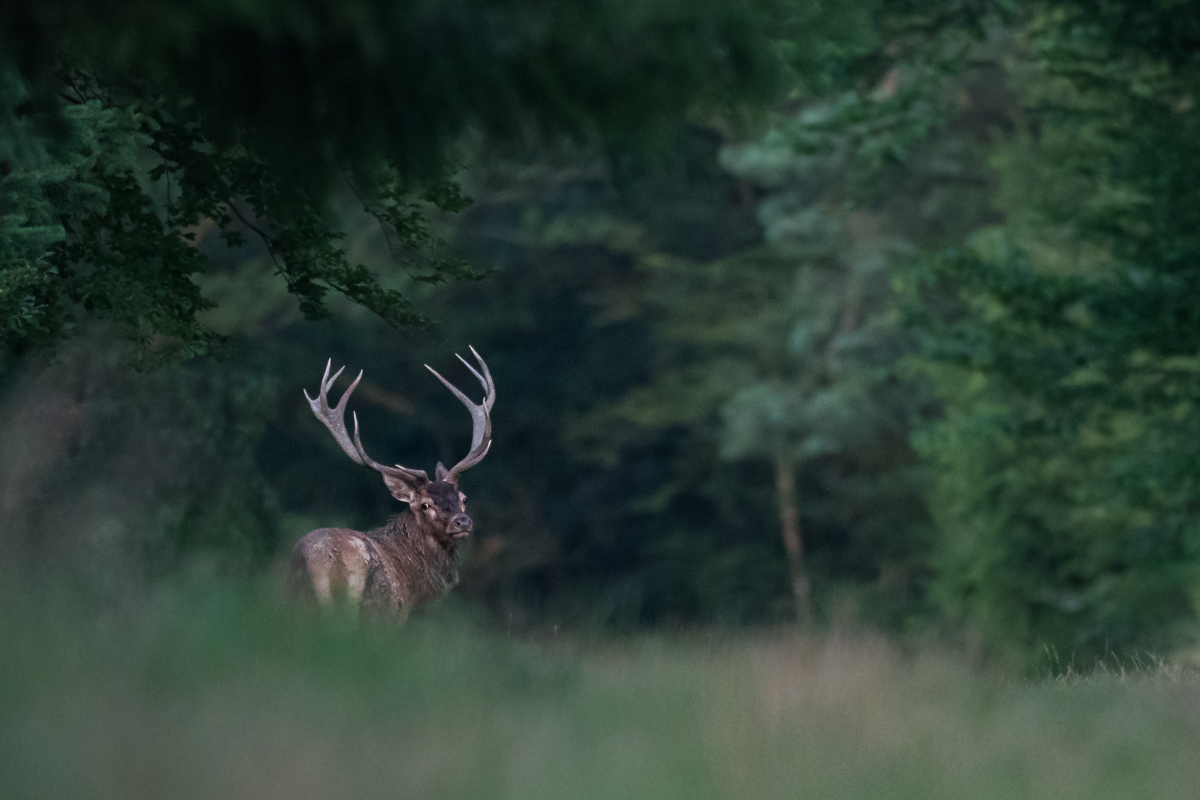 Rothirsch im Wald