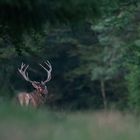 Rothirsch im Wald