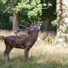 Rothirsch im Wildpark 