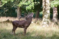 Rothirsch im Wildpark 