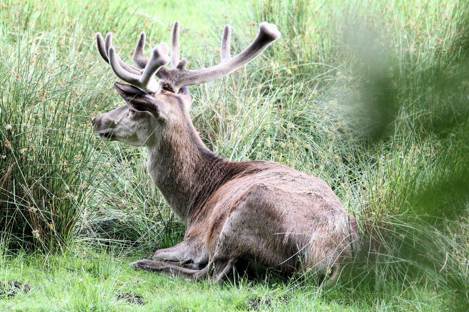 Rothirsch im Wildpark Eekholt