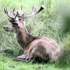 Rothirsch im Wildpark Eekholt