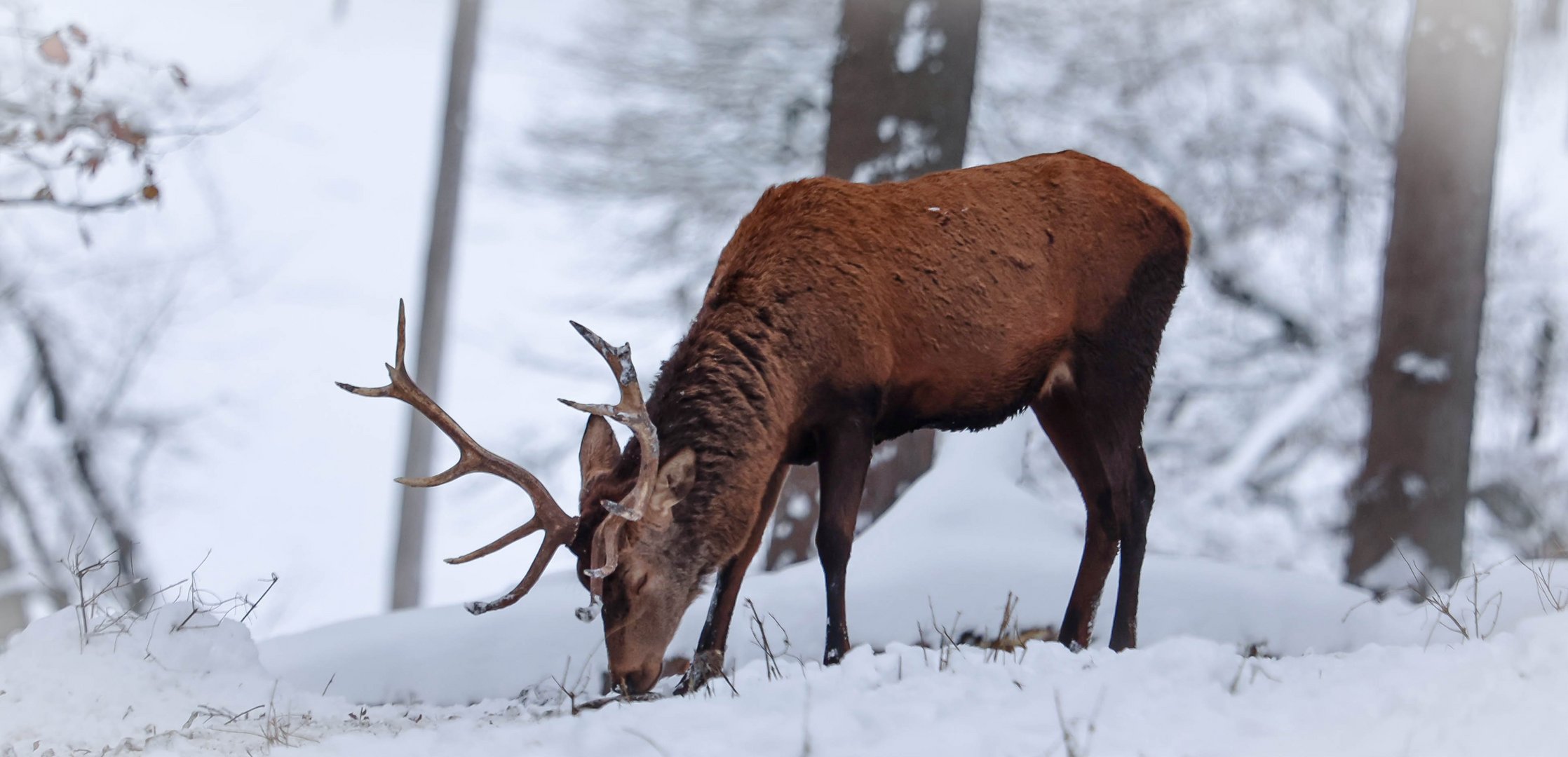 Rothirsch im Winterwald 