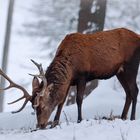 Rothirsch im Winterwald 