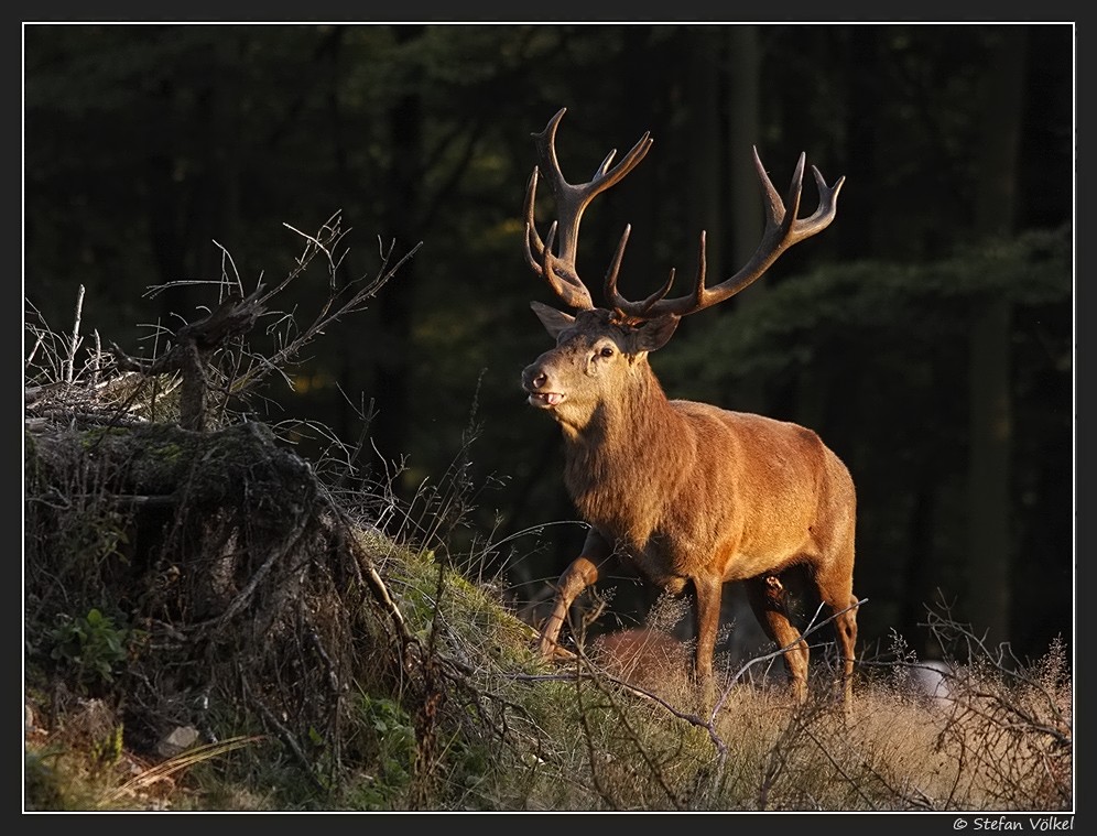 Rothirsch in der Brunft (Wildlife)