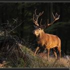 Rothirsch in der Brunft (Wildlife)