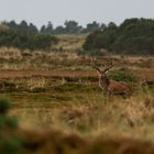 Rothirsch in der Heide