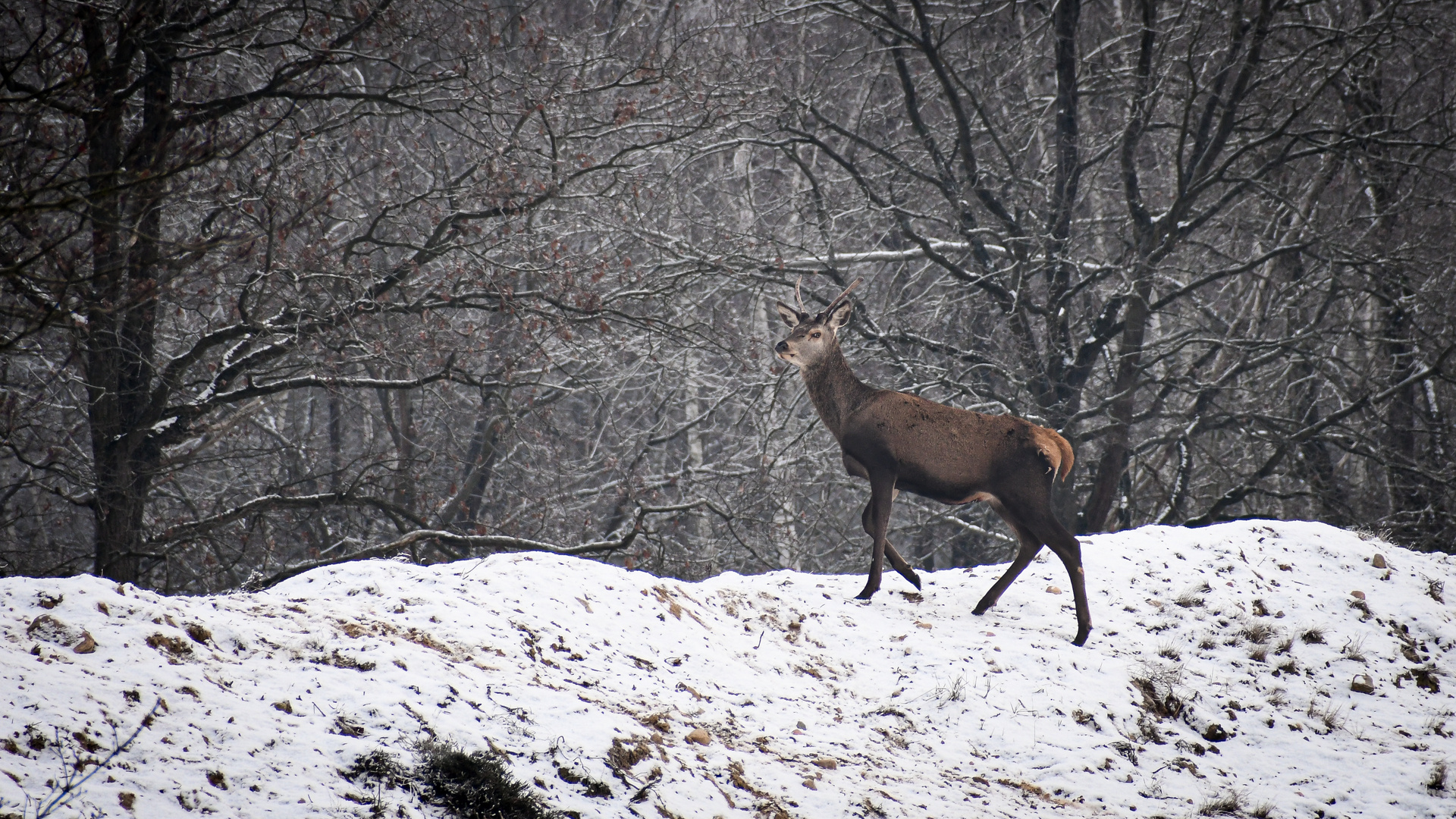 Rothirsch in der verschneiten Döberitzer Heide