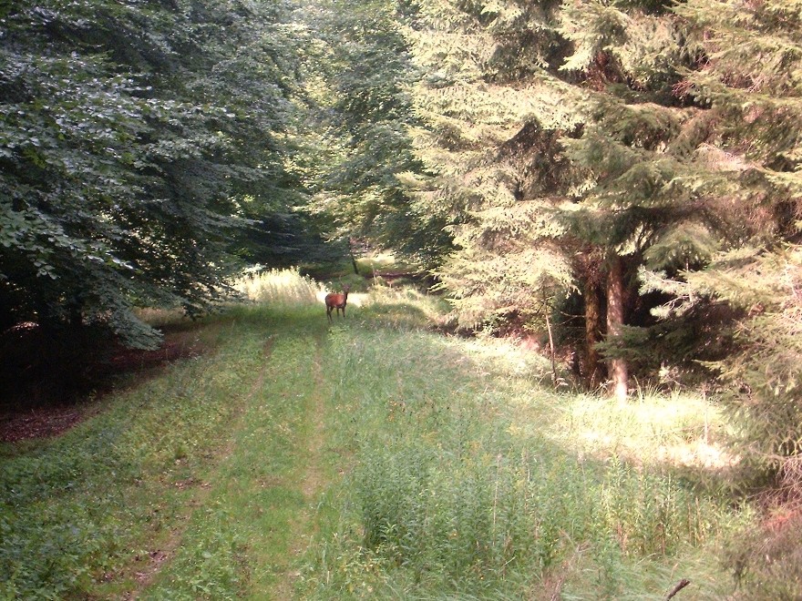 Rothirsch in freier Wildbahn, nachmittags gegen 13.30 Uhr.