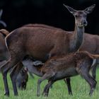 Rothirsch Kalb säugend