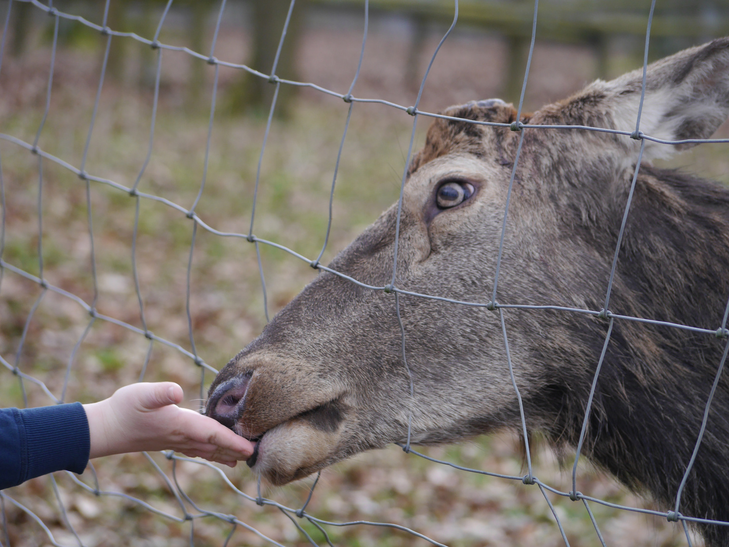 Rothirsch mit Kinderhand