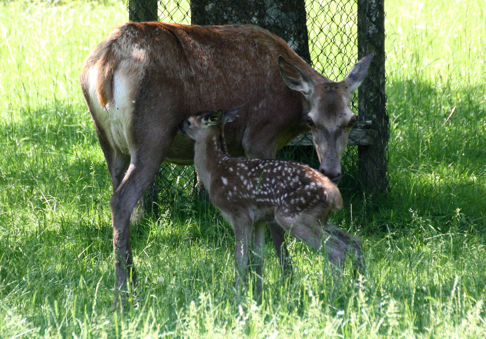 Rothirsch Tier mit Kalb