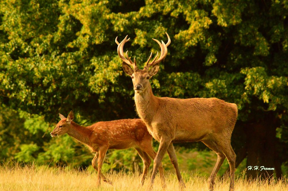 Rothirsch und ein Rothirschkalb Foto &amp; Bild natur, wildlife, reh