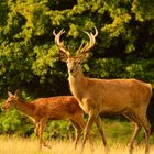  Rothirsch und ein Rothirschkalb