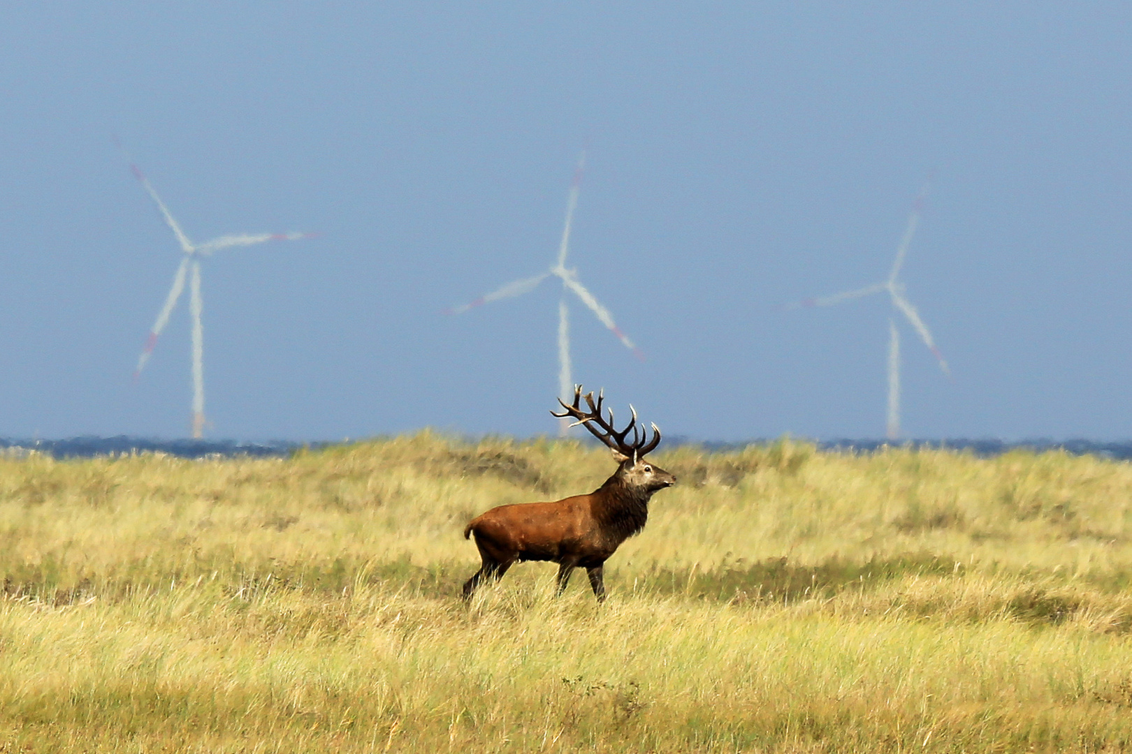 Rothirsch vor dem Windpark Baltic 1