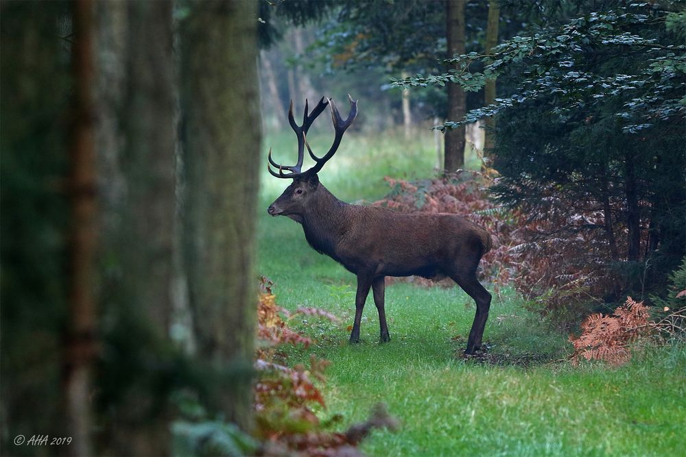 Rothirsch wildlife