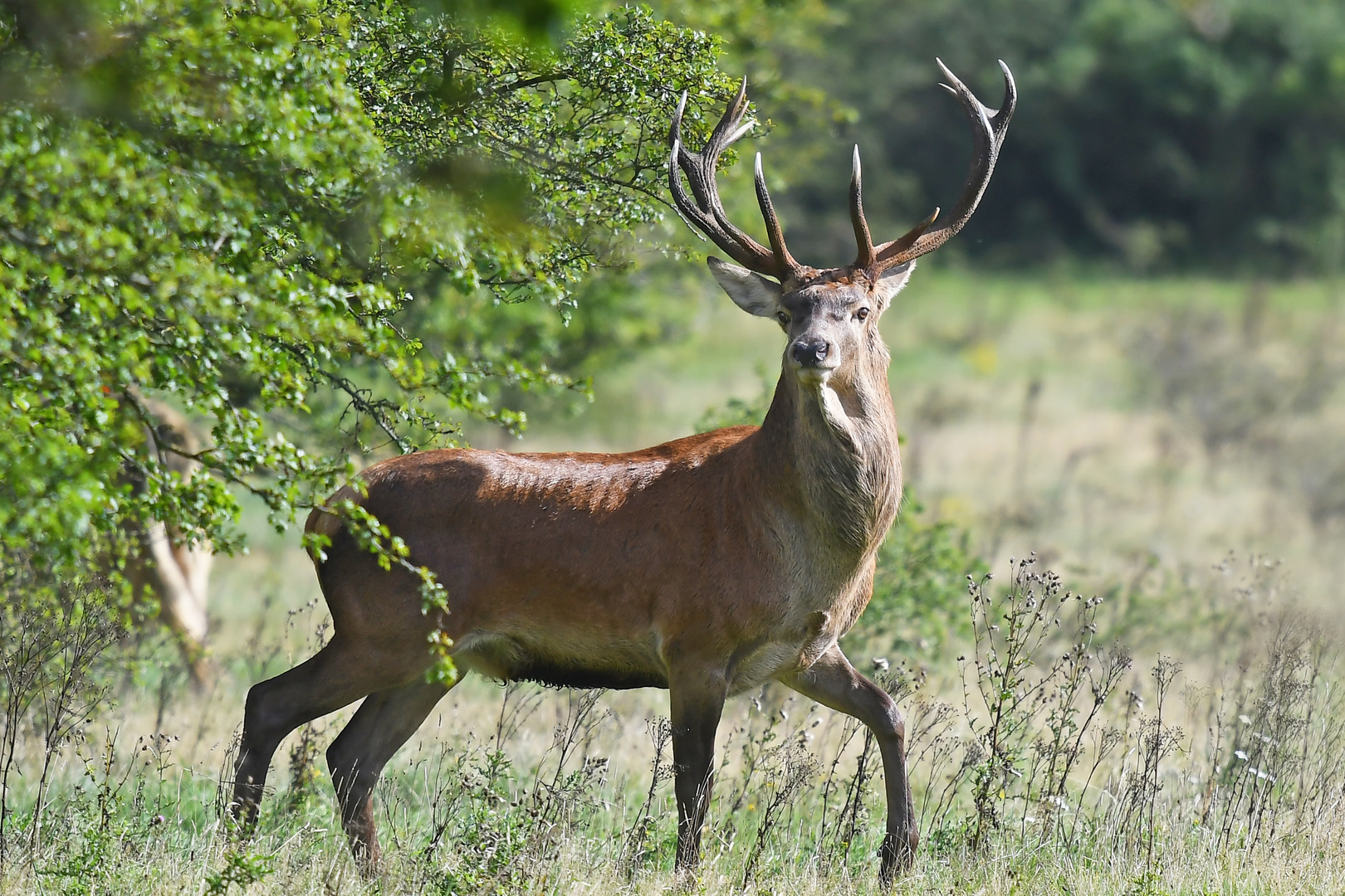 Rothirsch Wildlife