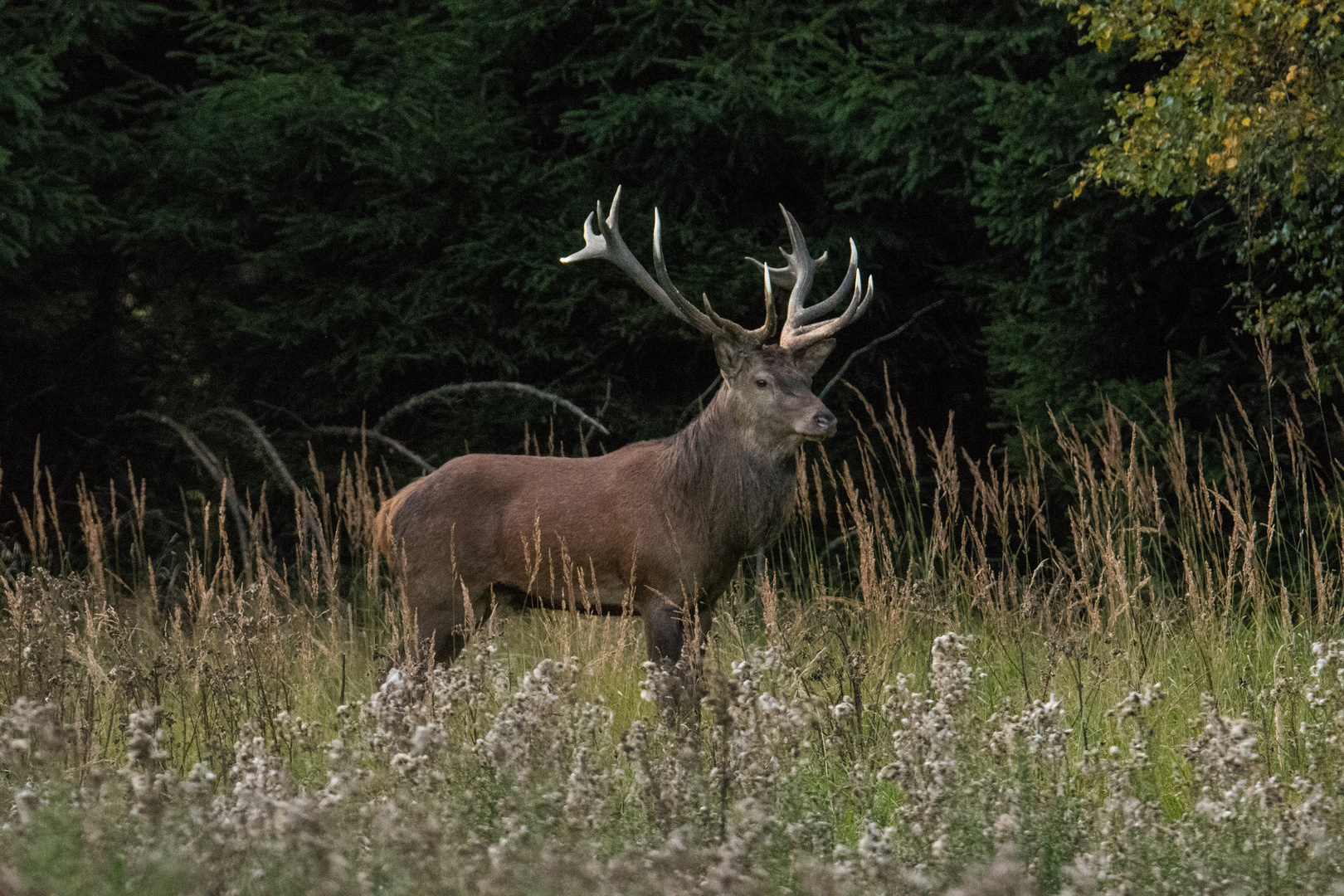 Rothirschbrunft im Hochsauerland/Winterberg 2016