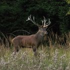 Rothirschbrunft im Hochsauerland/Winterberg 2016