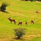 Rothirschbrunft im Naturpark Eifel