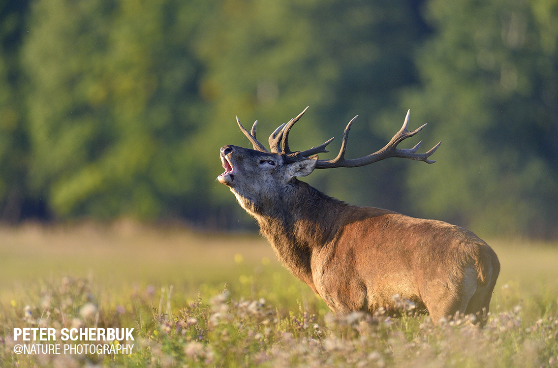 Rothirschbrunft in Belarus...