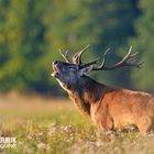 Rothirschbrunft in Belarus...