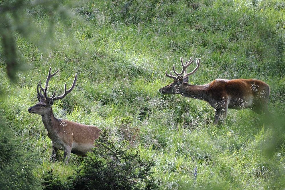 Rothirsche (Cervus elaphus)