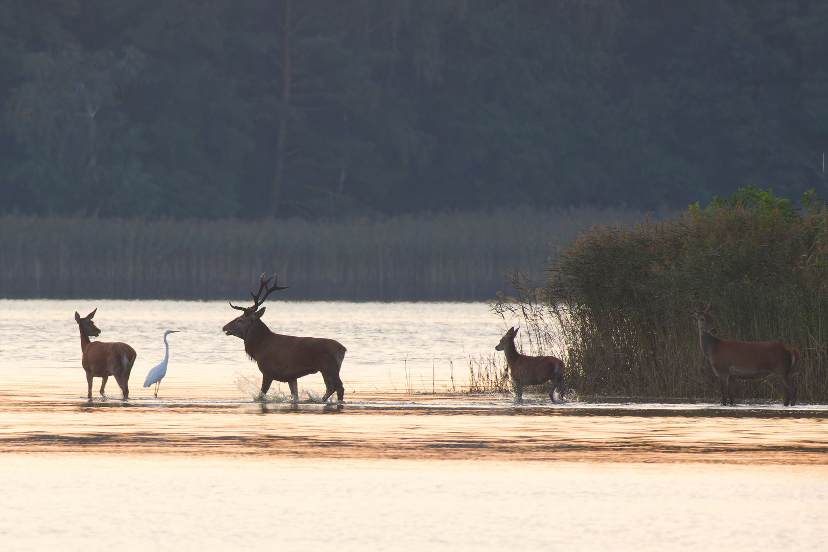 Rothirsche (Cervus elaphus) am frühen Morgen