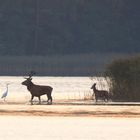 Rothirsche (Cervus elaphus) am frühen Morgen