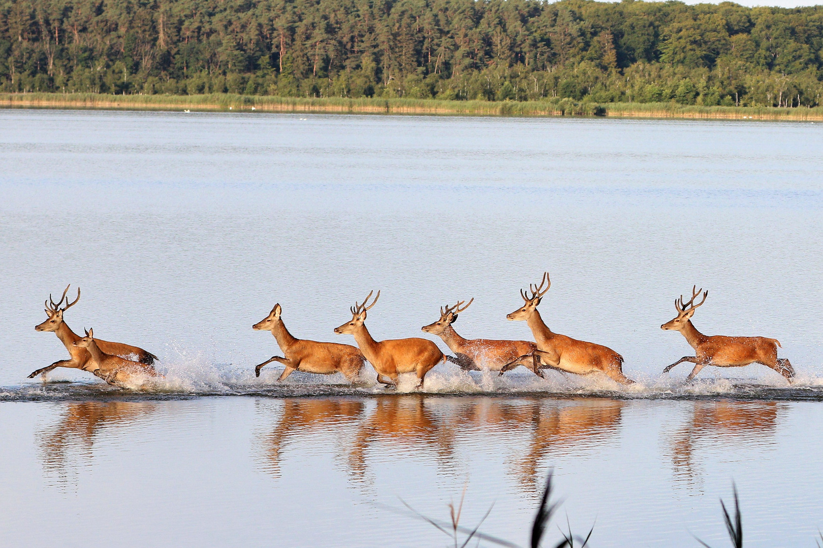 Rothirsche im Flachwasser