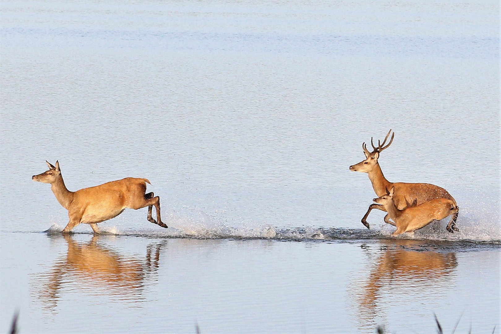 Rothirsche im Flachwasser