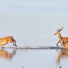 Rothirsche im Flachwasser