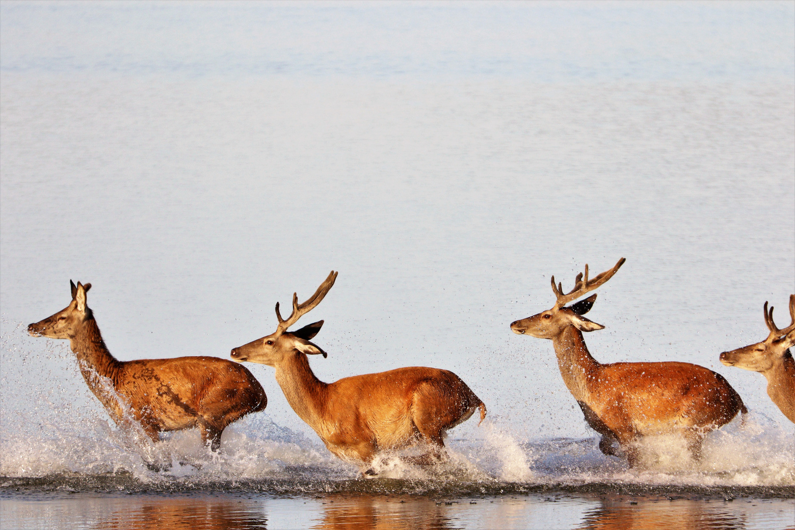 Rothirsche im Flachwasser