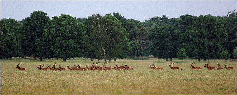 Rothirsche im Müritz-NP