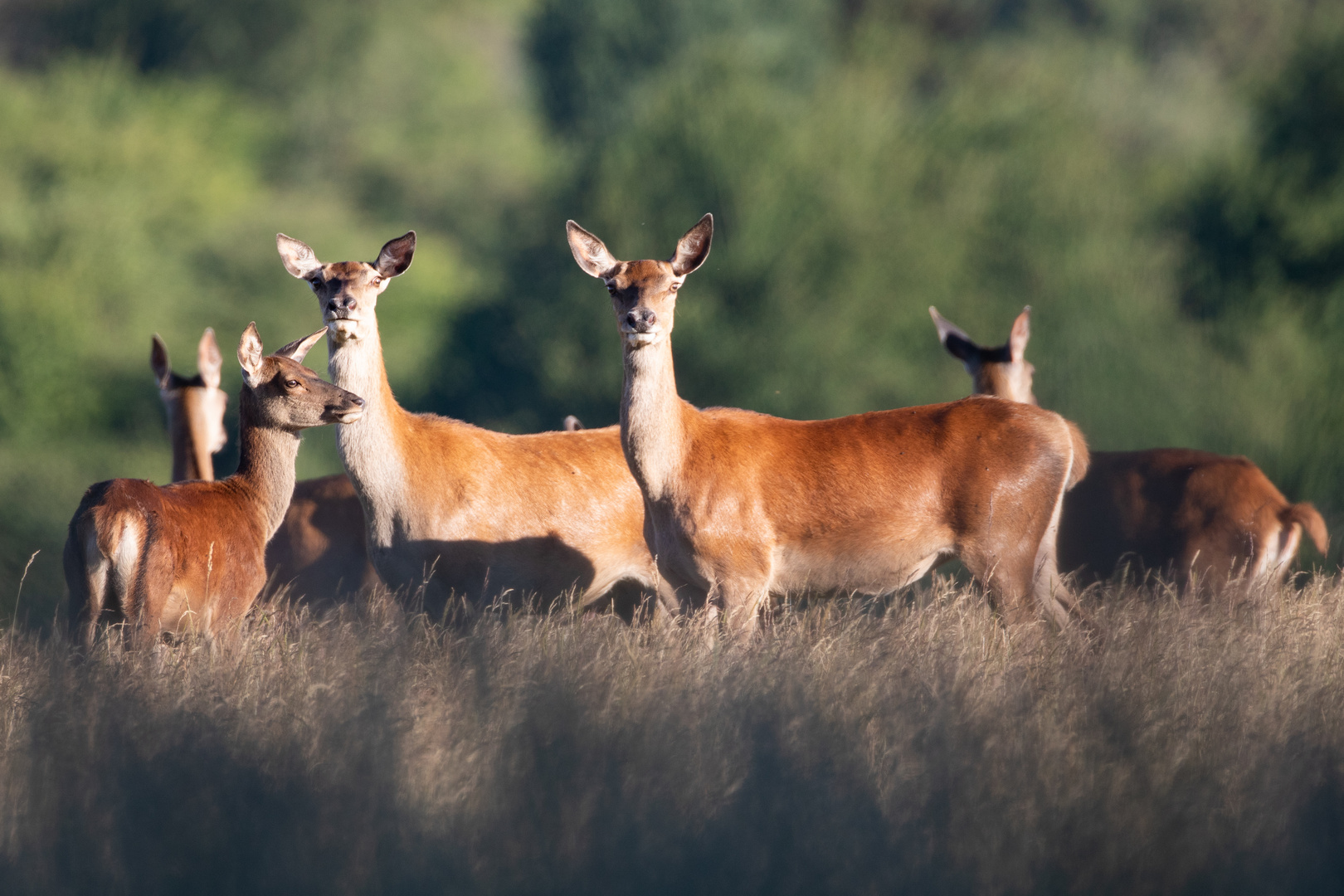 Rothirsche im Nationalpark Eifel