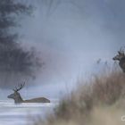 Rothirsche im Nebel.