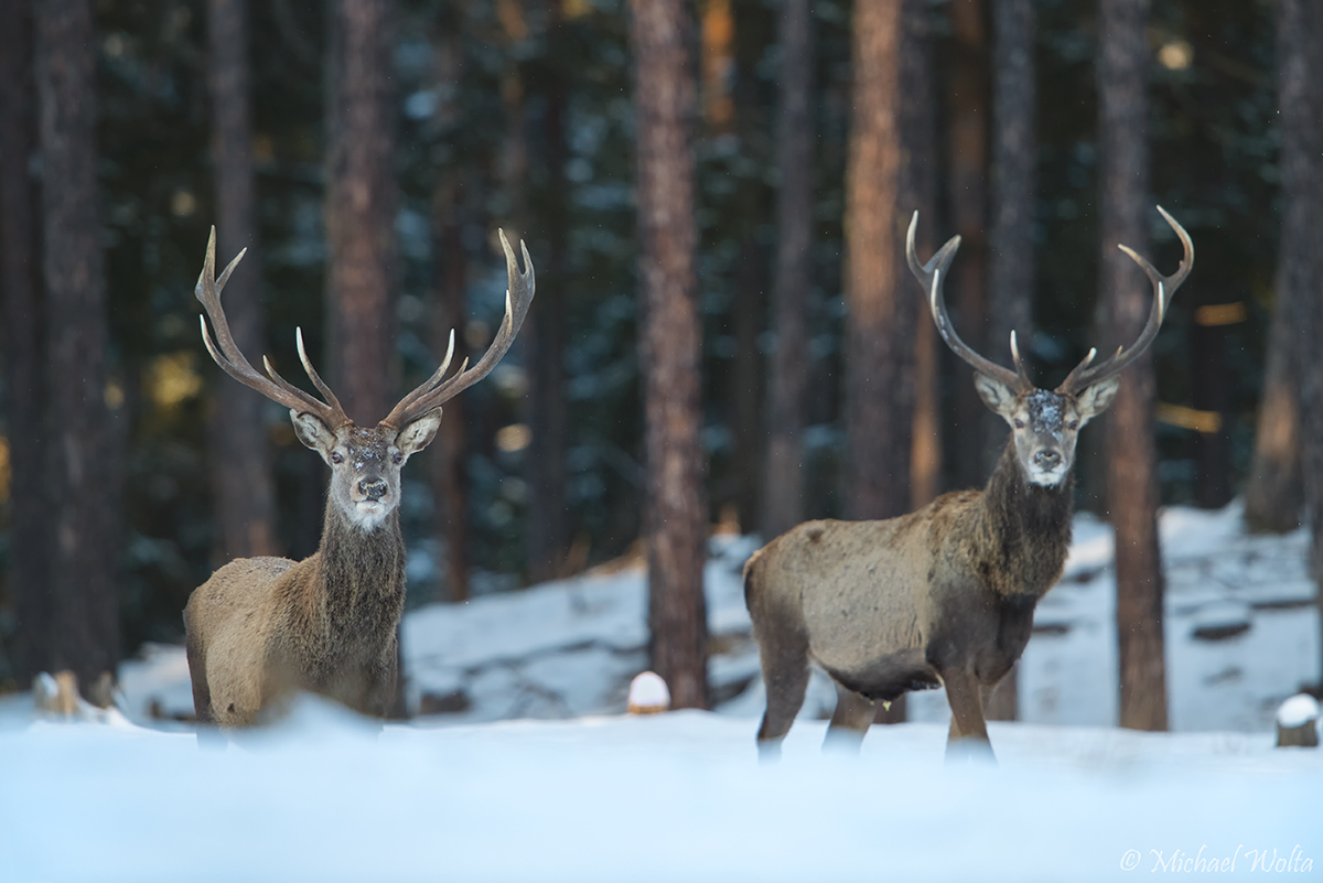 Rothirsche im Schnee