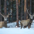 Rothirsche im Schnee