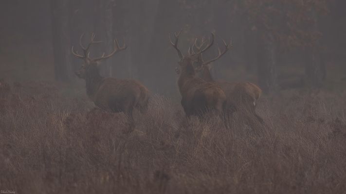 Rothirsche im Unterholz