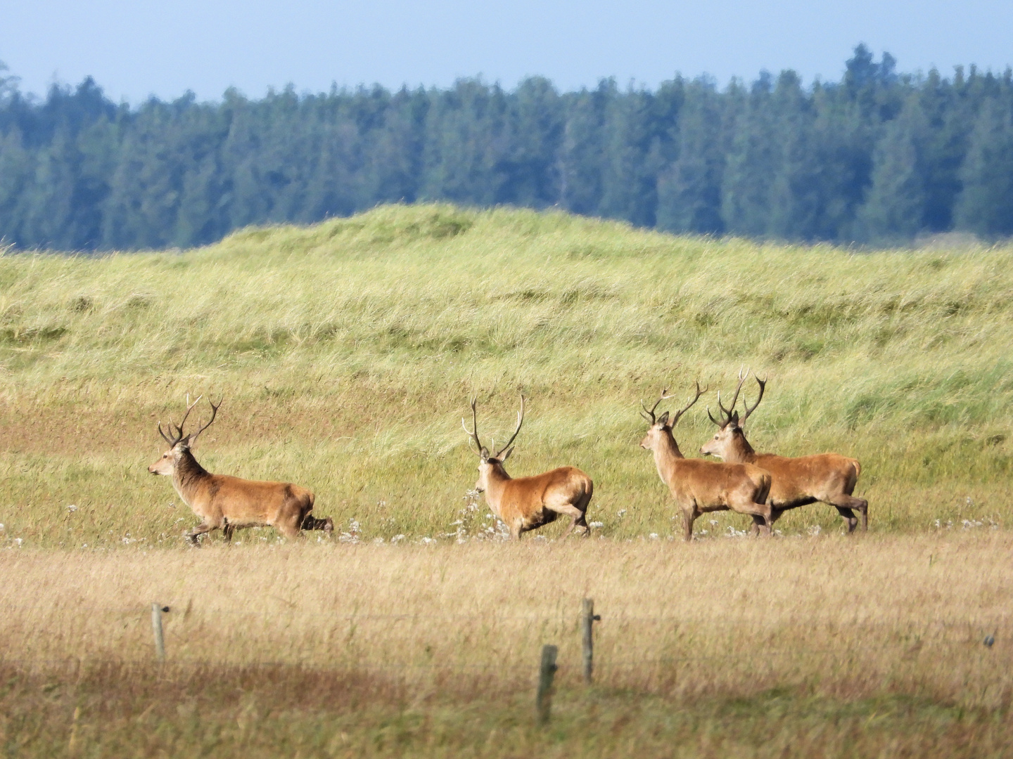 Rothirsche in den Dünen