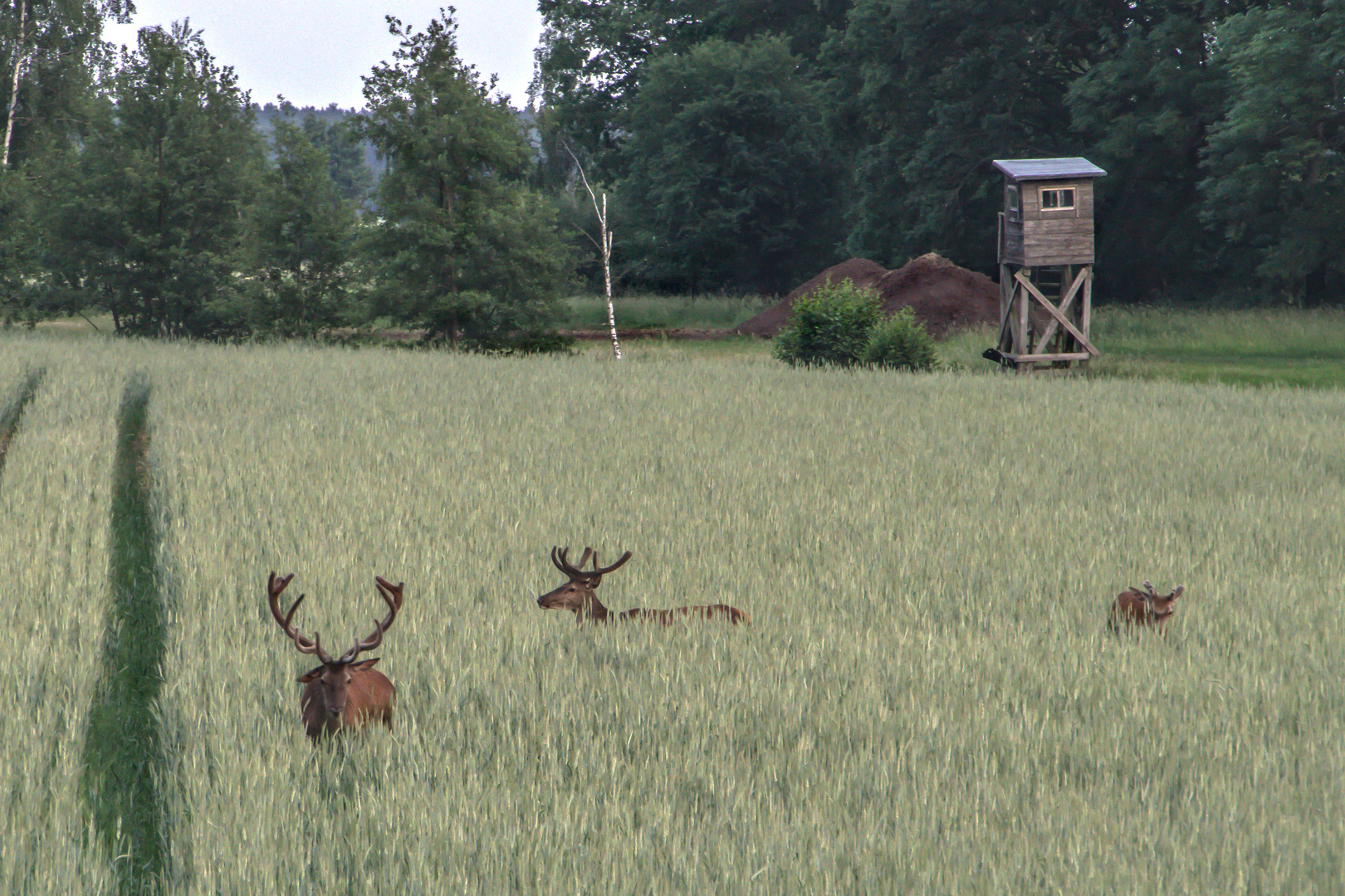  Rothirsche mit Bastgeweih  ziehen ins Getreide