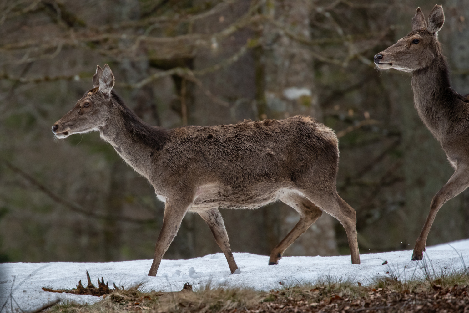 Rothirsche ziehen durch den Wald