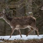 Rothirsche ziehen durch den Wald