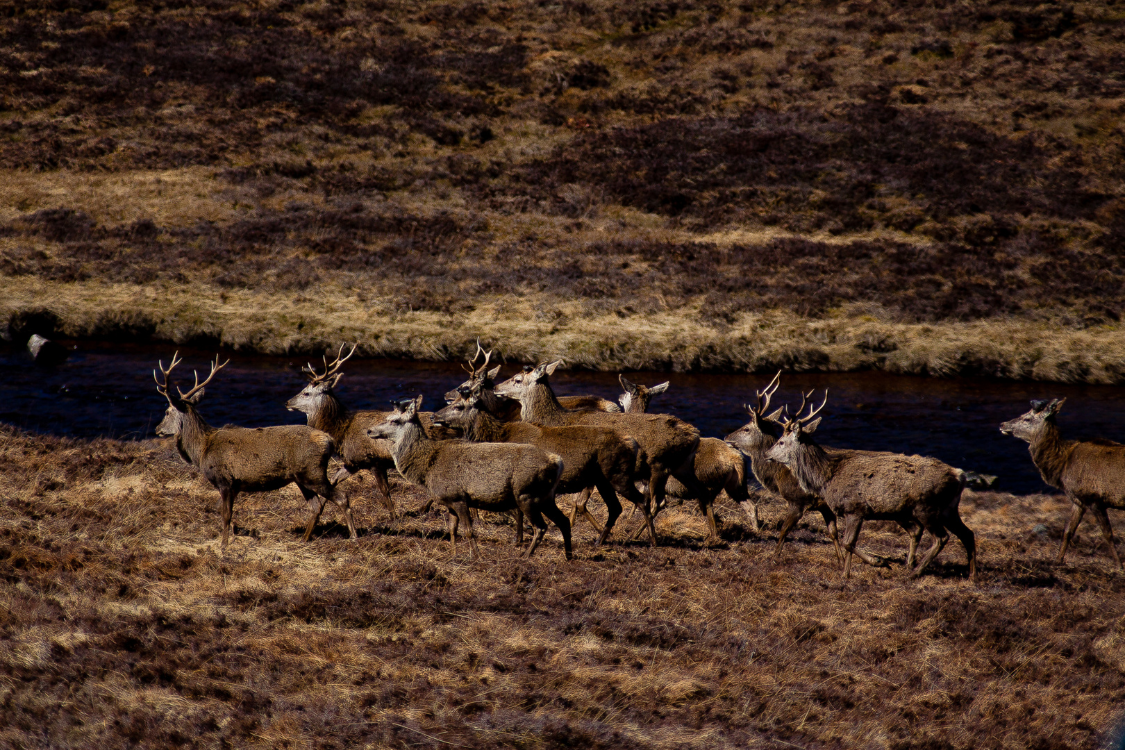 rothirschherde in den highlands